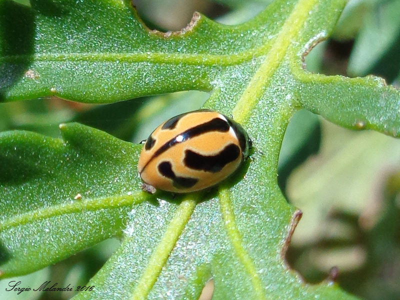 Coccinella (Spilota) miranda, is. Tenerife, Canarie